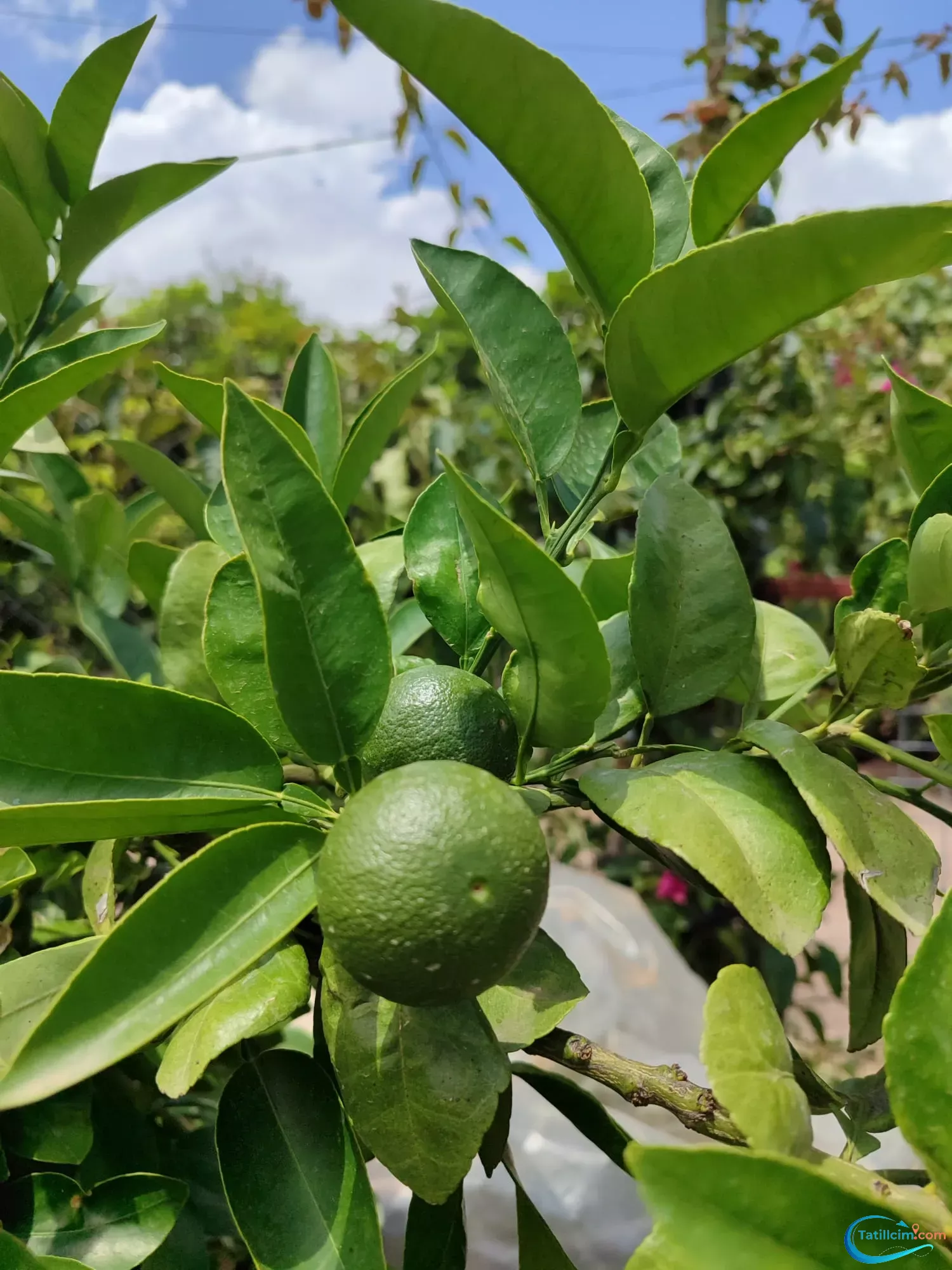 tatilcim.com Adrasan Asya Apart 